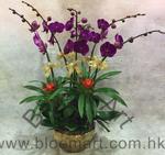 Orchid Phalaenopsis Gift Set - CODE 11978